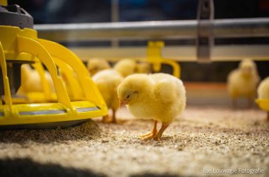 Sfeerbeelden Agro Expo 2024